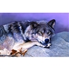 SunsOut Time Out Wildlife Wolf 1000 Pc Jigsaw Puzzle